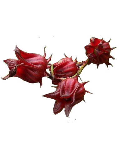 Eau De Fleur D'hibiscus Séchée Pour Les Soins De La Peau